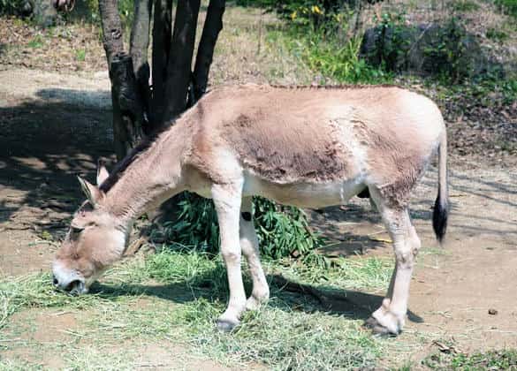 動物図鑑・モウコノロバ